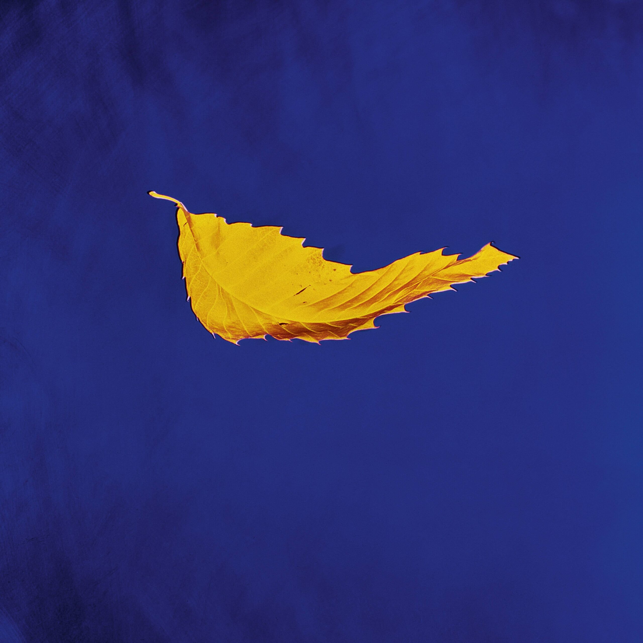 NO_TrueFaith_1LP_Cover1_54056e3f_thumbnail_4096