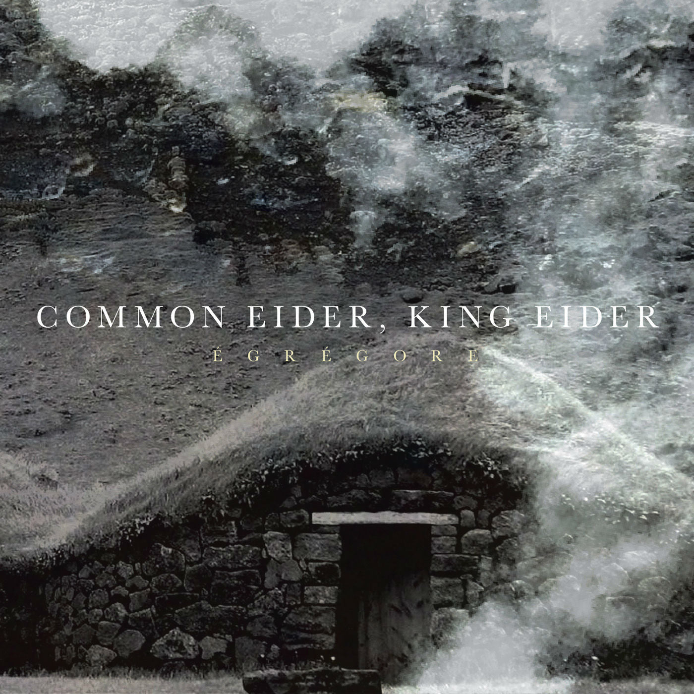commoneiderkingeider_egregorecsr271cd_1400